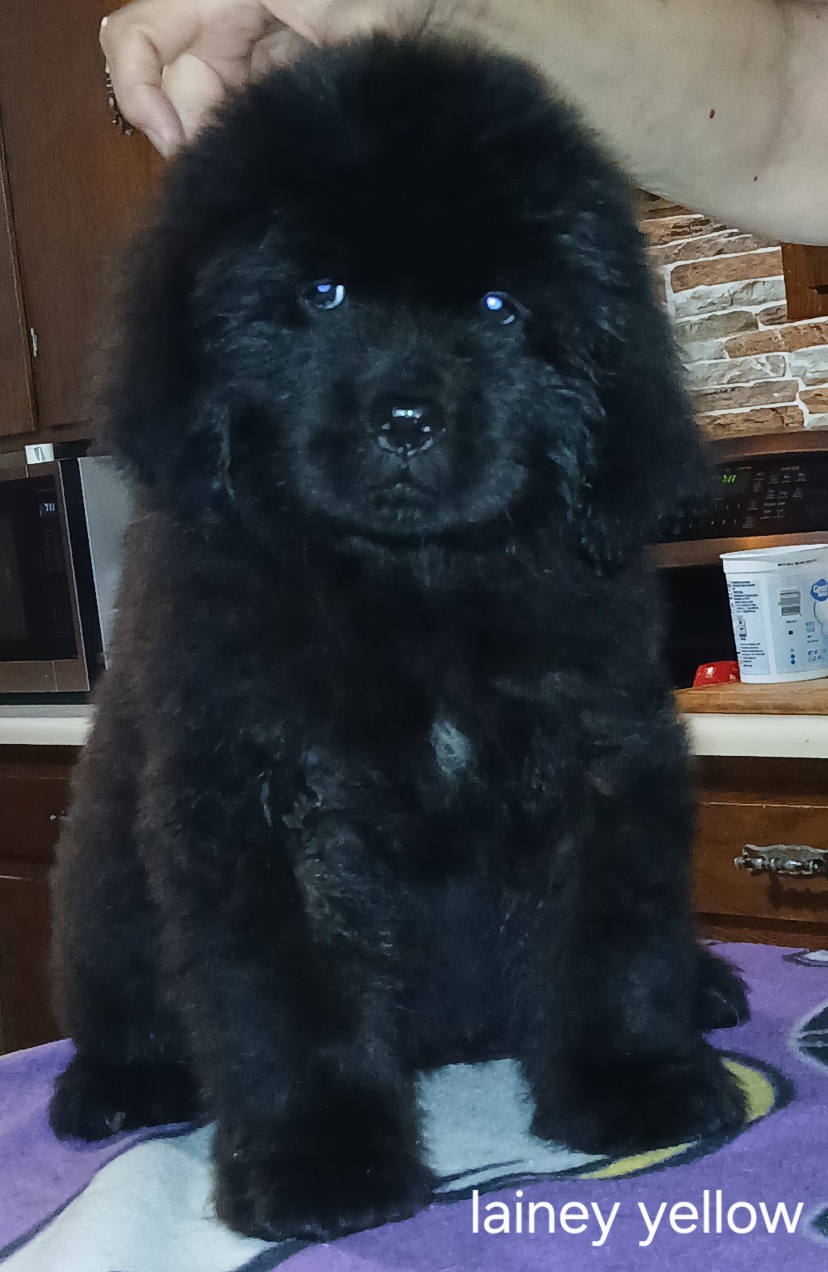 Sheena